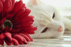 开云体育登录-足球版块碰撞，那不勒斯火山熔蚀皇马大陆，罗德里绘制全新地质图