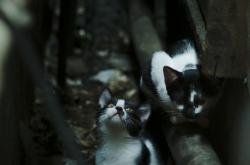 开云sport-冷锋过境，当楚阿梅尼在亚洲战车中崛起—复盘韩国队颠覆德意志的统帅之夜