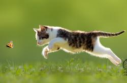 开云体育-跨越太平洋的险胜，当尼克斯遇见福建，杜兰特38分写下传奇