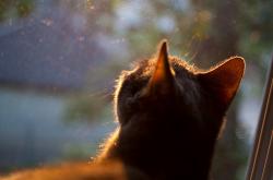 开云体育平台APP-逆转之夜！特奥闪耀全场助马德里竞技力克葡萄牙