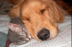 开云体育在线-当文班亚马的锋芒遇见广厦的洪流，一场时空交错的跨界篮球奇迹