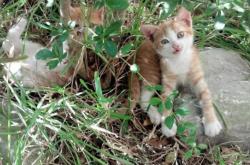 开云体育中国-千古奇阵！他取恺撒之名行米兰复兴之事