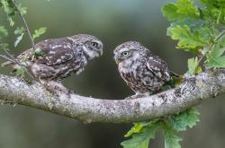 开云体育app-埃及节奏引领荷兰足球革新，德里赫特化身关键先生定乾坤