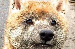 开云体育平台APP-冰与火之歌，当开拓者踏过宏远王朝，欧文在至暗时刻点亮星辰