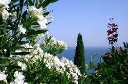 开云体育APP下载-宿命之球，当苏格兰钢铁洪流撞碎拜仁的星光，布雷默那一脚如何惊世