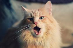 开云体育-跨界主宰，当橄榄球场遇见篮球圣殿