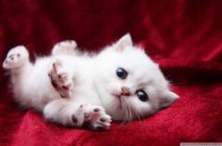 开云体育登录-亚平宁的焰火与德意志的齿轮，当凯恩成为文艺复兴的最后一支画笔