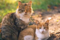 开云体育在线-双星闪耀夜，当穆勒绝杀遇上詹姆斯三双，见证唯一性的两种表达