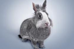 开云体育中国-当东方天山铁骑遇上北美森林狼，范弗利特50分史诗夜助新疆创造历史