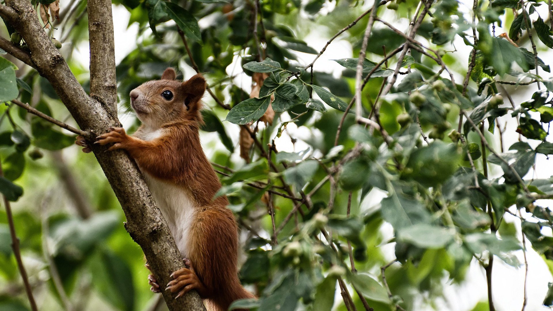 最后一秒的反转,易建联的绝杀回应了绝杀