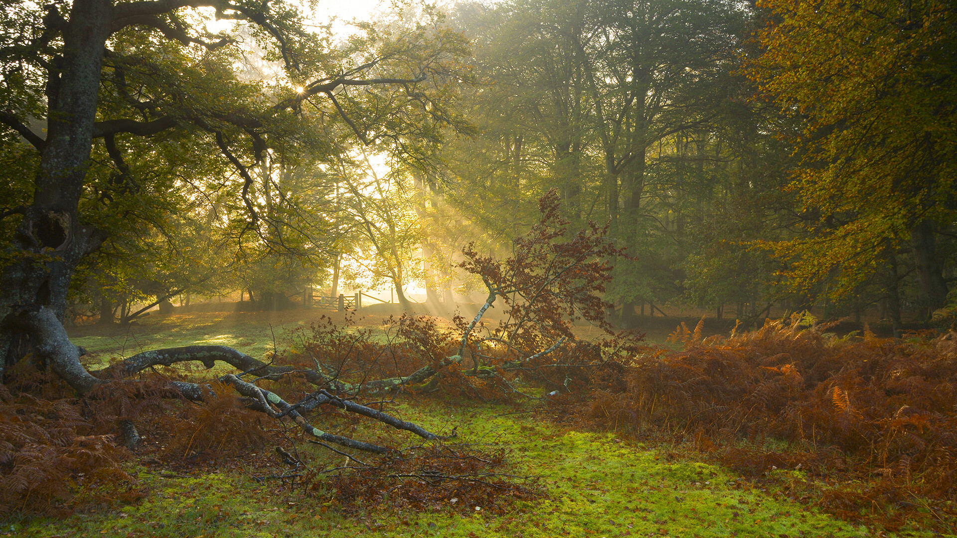 非你莫属的时刻,当历史选中马丁内利与紫百合的血性