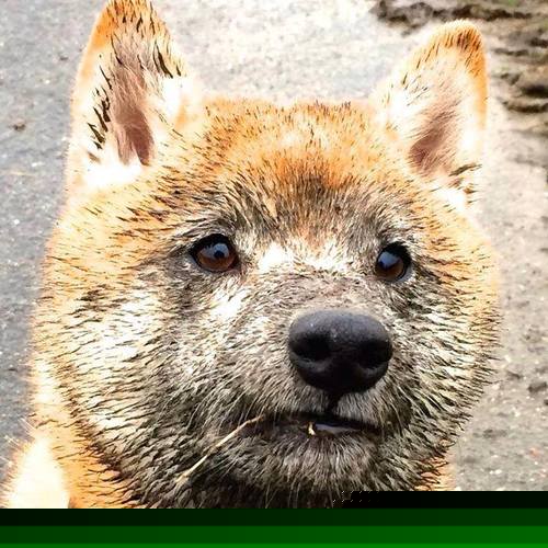 冰与火之歌,当开拓者踏过宏远王朝,欧文在至暗时刻点亮星辰