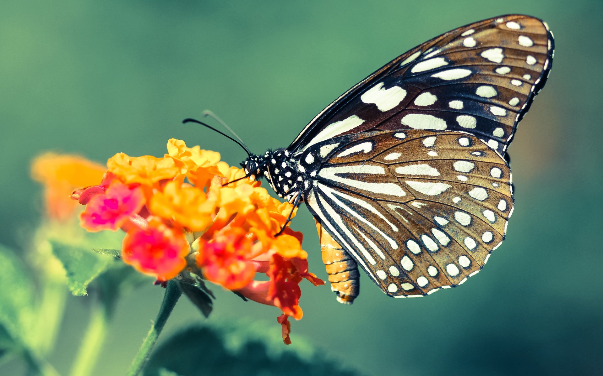杀死比赛的同时，也杀死了凯尔特人的宿命，杜兰特如何成为绿军新梦魇