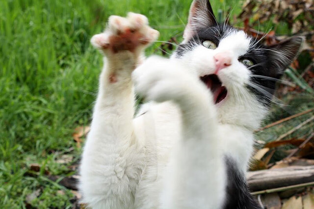 新秩序降临王子公园，凯塞多带队取胜，卡塔尔资本全面压制巴黎旧贵族