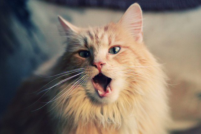 跨界主宰,当橄榄球场遇见篮球圣殿