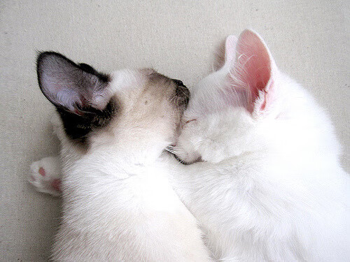 破界，德甲争冠夜的嘶吼与英格拉姆新高的静默冰火双极