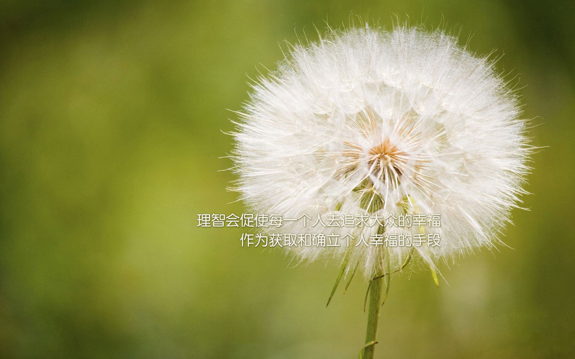 公牛王朝的印证与布伦森的统治时刻，竞技场上的王者基因