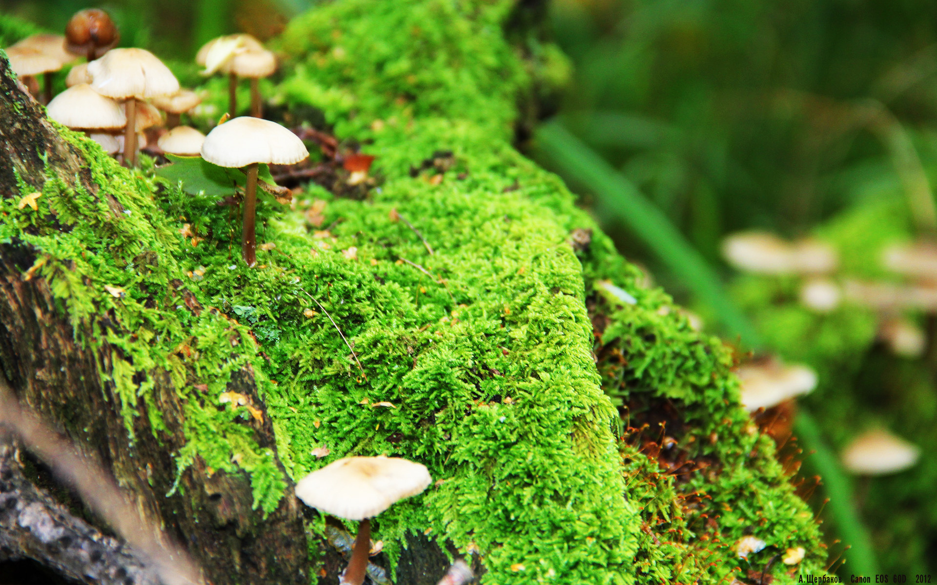 零点六秒的英雄，爱德华兹那一投，让洛杉矶的夜空多了一颗星