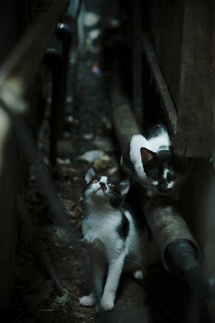 欧冠决赛之夜，蒂亚戈关键回合的坚毅与荣耀