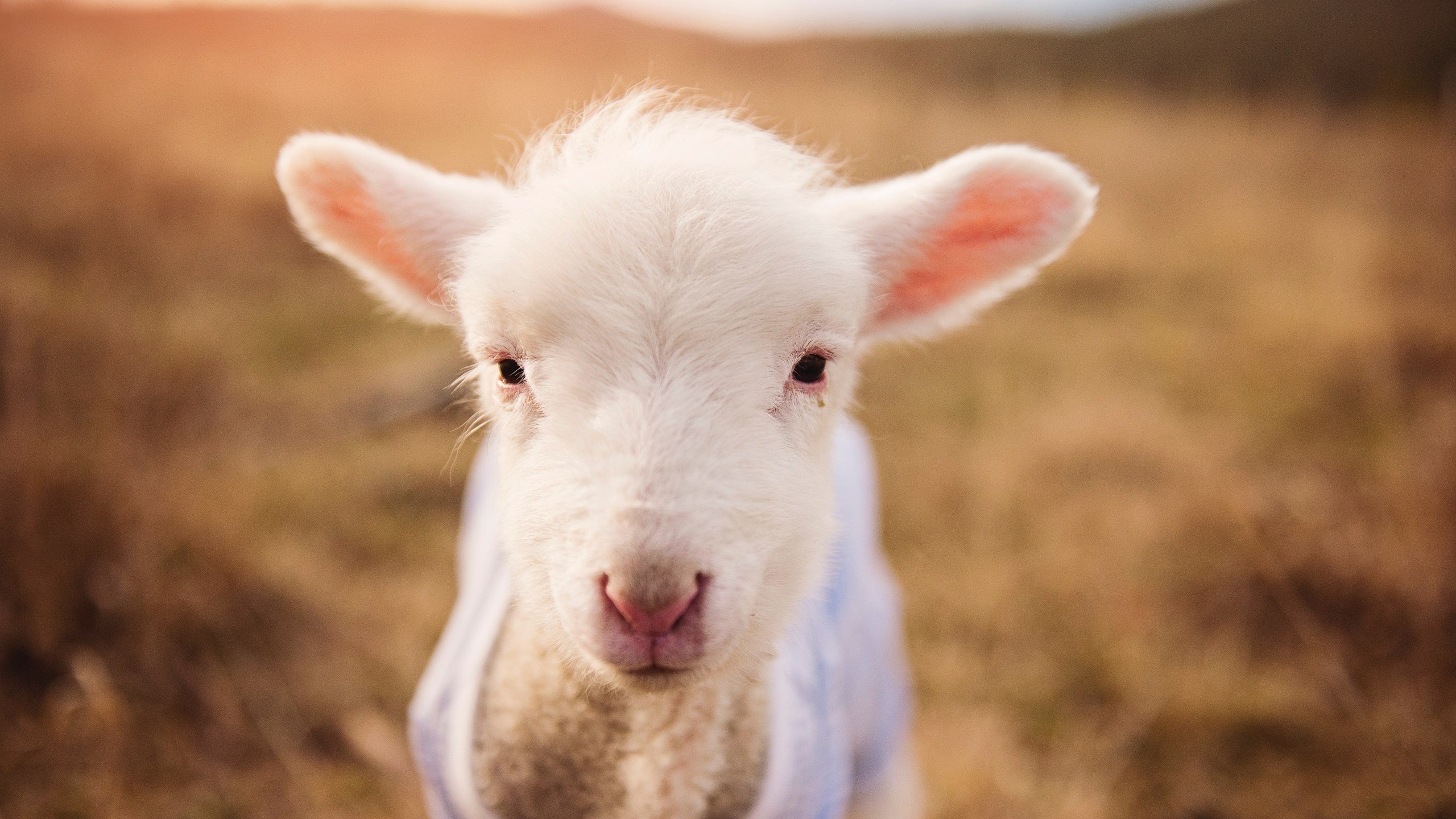 完美米切尔撕裂华南虎，深圳队团队利刃如何收割十一冠王