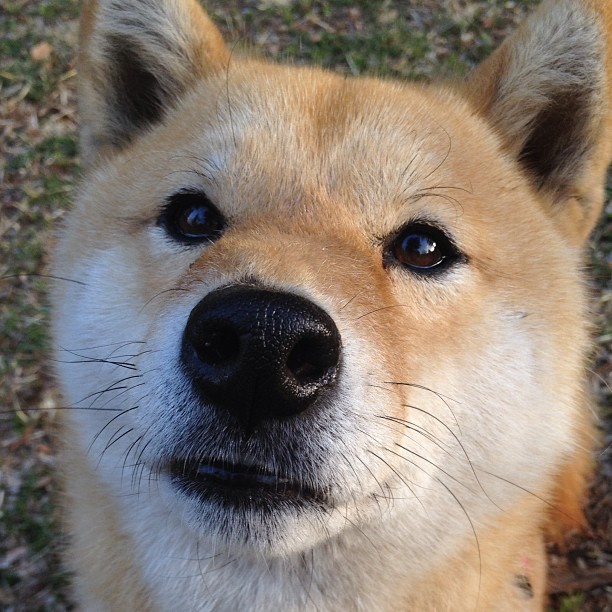 绿茵场上的西决生死战，奥地利惊天翻盘多特蒙德纪实