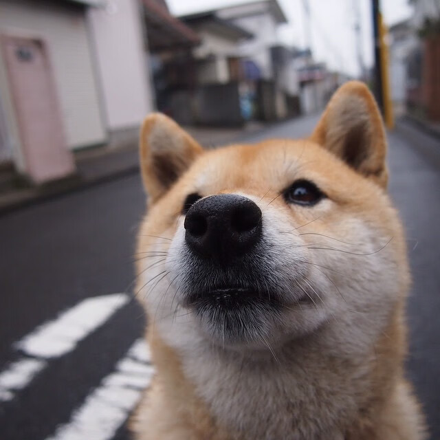 钢铁的封锁线，当巴雷拉的赛车划出与奥地利制裁相同的弧