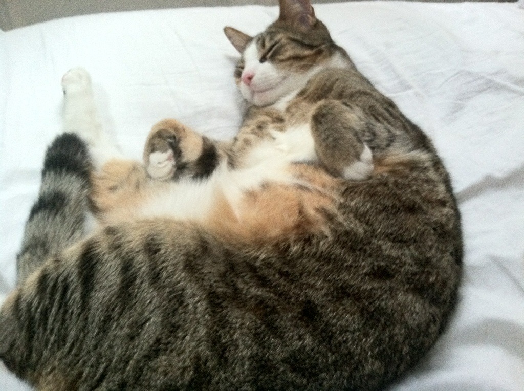 钢铁与格子衫的对话，布雷默的防守教科书如何解构克罗地亚强压