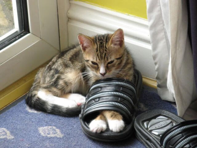 读秒绝杀！一场比赛定义年度焦点，喀麦隆神话安哥拉悲喜两重天