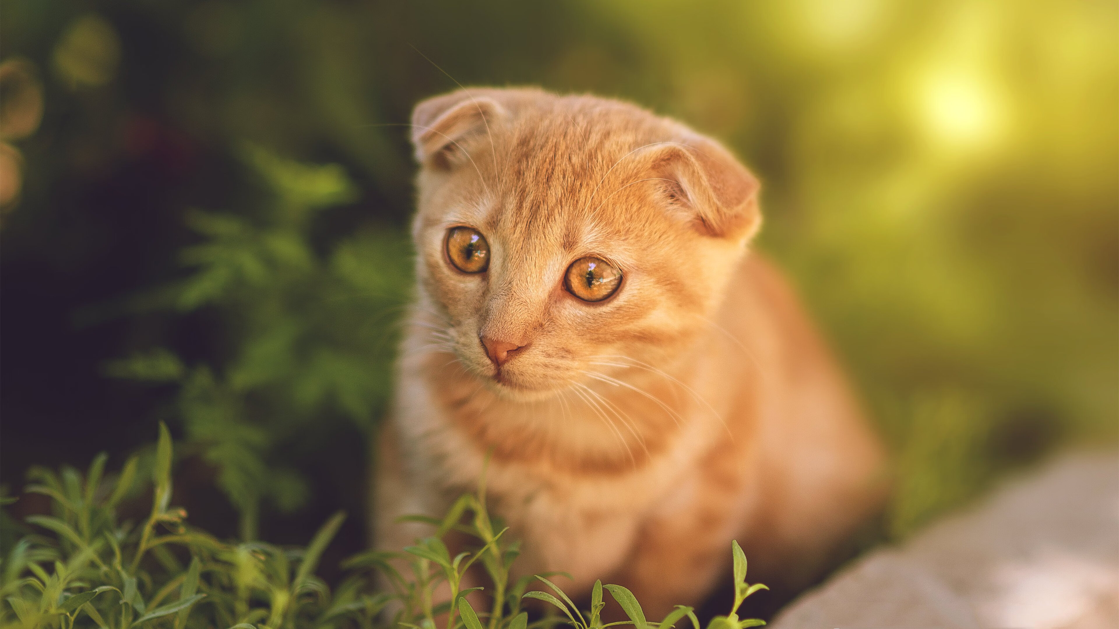 破界之战，铁血京狮跨洋绞碎王权—记那场改写认知的抢七焦点战